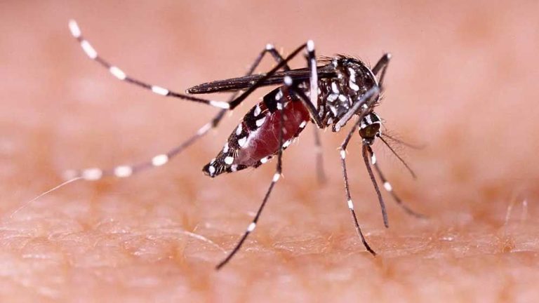 Dengue-Fever-67464560ae10e-67485b68ef634-6772cacd6059c