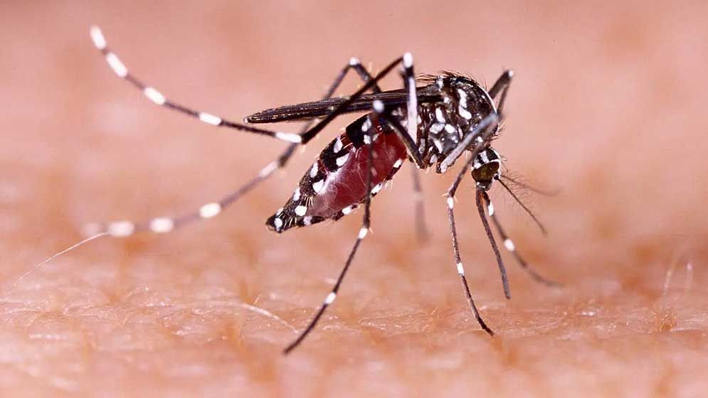 Dengue-Fever-67464560ae10e-67485b68ef634-6772cacd6059c