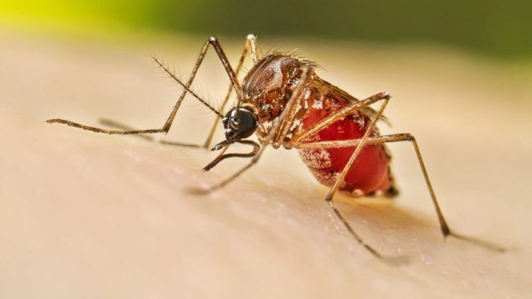 dengue-66eb4631b2c79-6745ca4586b84-674d9f4fbd8b2-67680664d7b53-67701f184934c