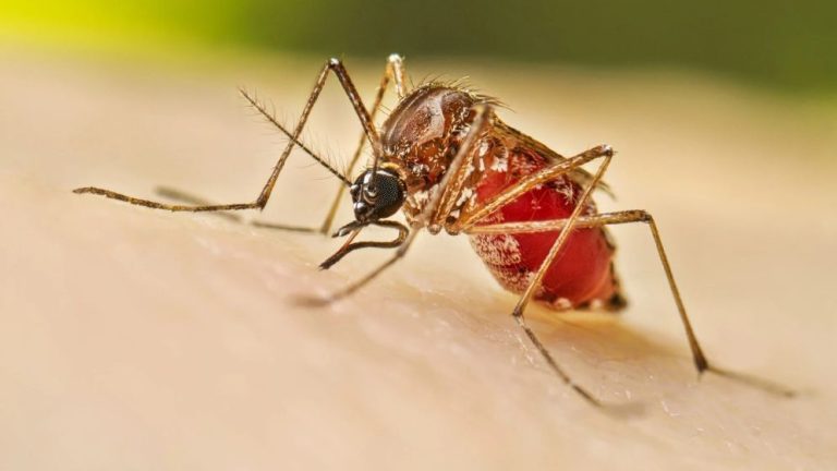 dengue-66eb4631b2c79-6745ca4586b84-674d9f4fbd8b2-67680664d7b53