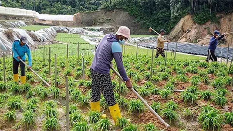plantation