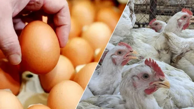 egg-chicken-1745240460