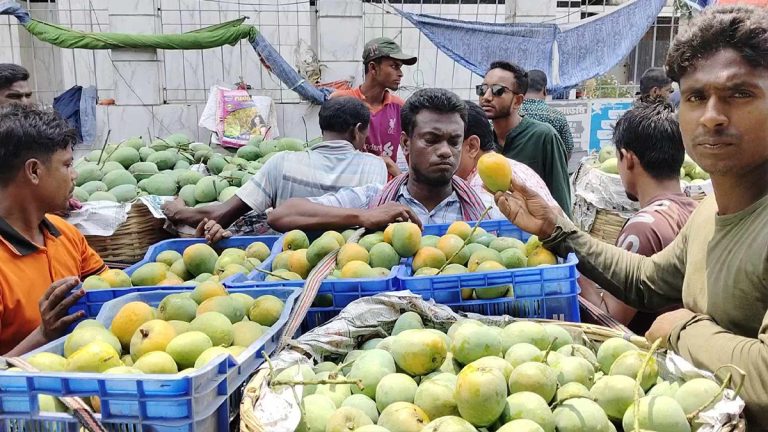 Satkhira-mangoes
