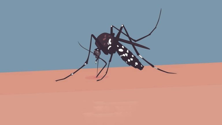 dengue-6723a7991c514-682c8a84ce17c