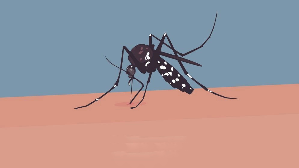 dengue-6723a7991c514-682c8a84ce17c