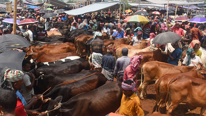 Cow-2506061002