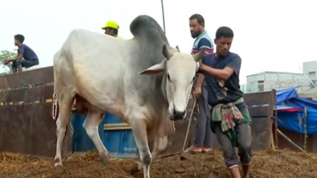 city-cow