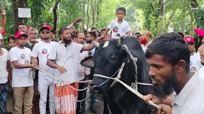 cow-2506050843