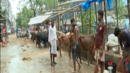 cow-haat