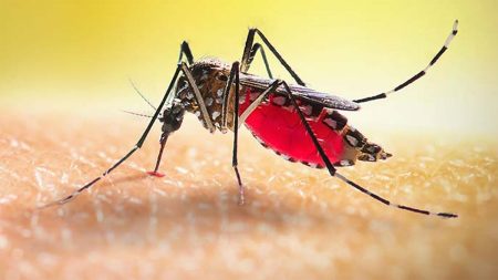 dengue-2