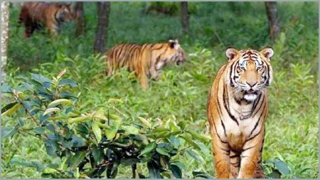 Tiger-2507290418