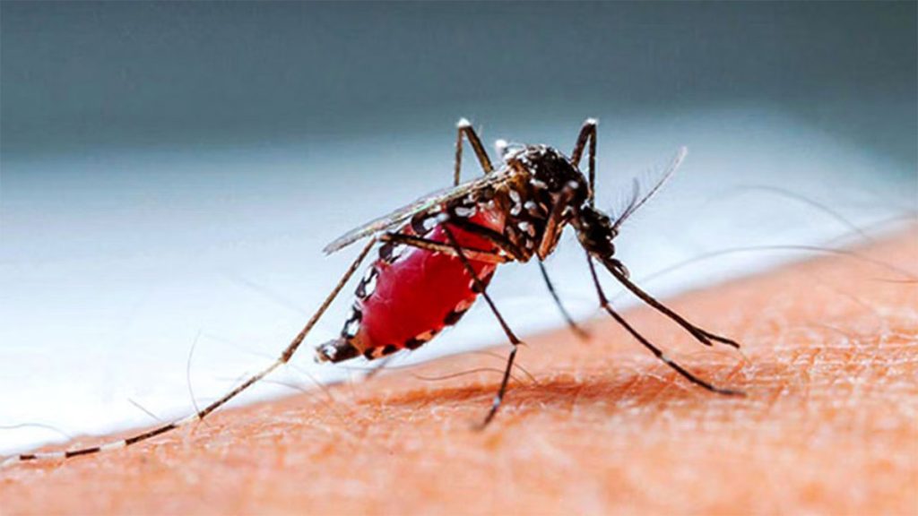 dengue-2