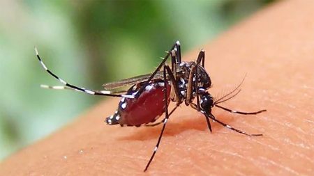 dengue-3 (2)