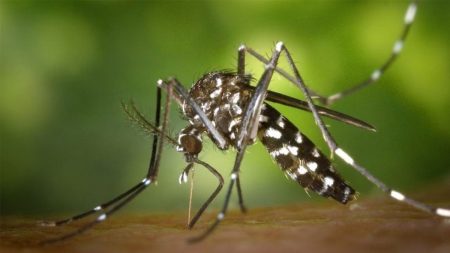 dengue-6