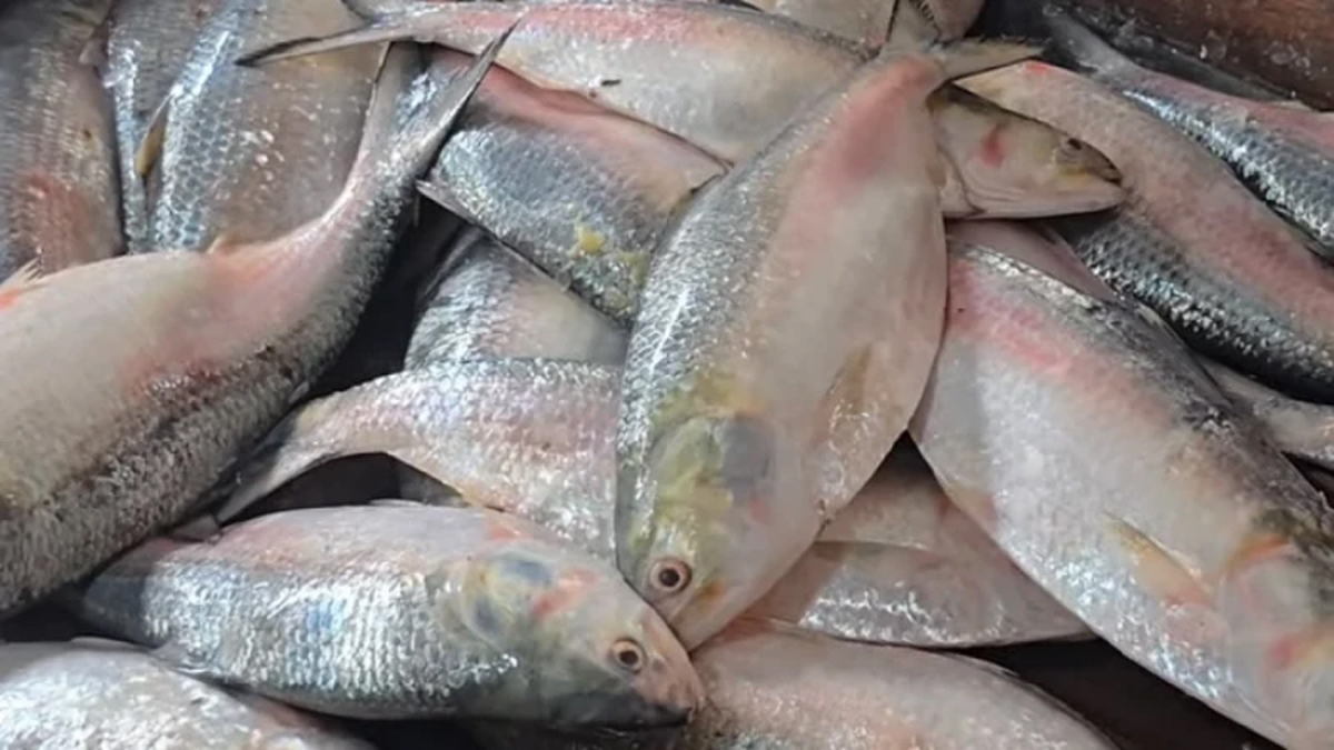 ilish-pic